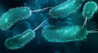 E-colibacterie illustratie